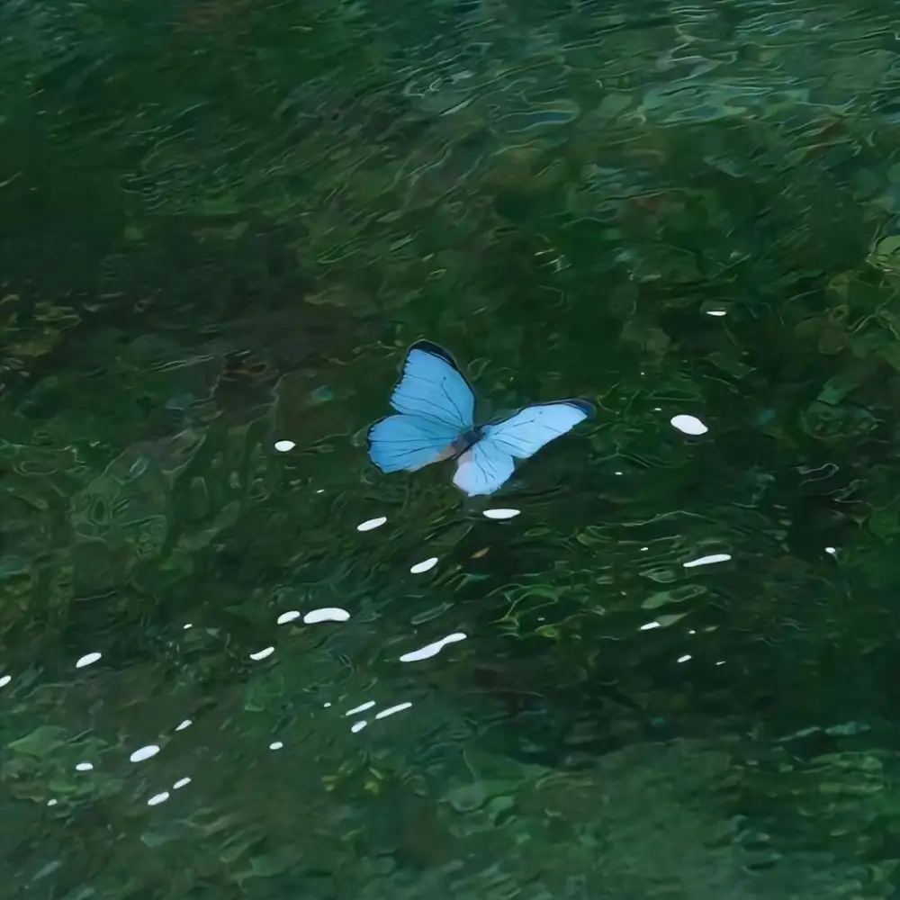 紫罗兰
