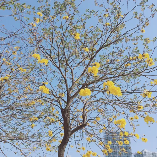 如秋