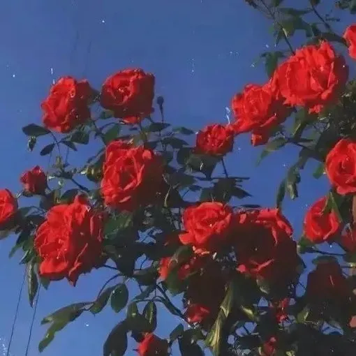 玫瑰暗许浪漫的优质小众文案