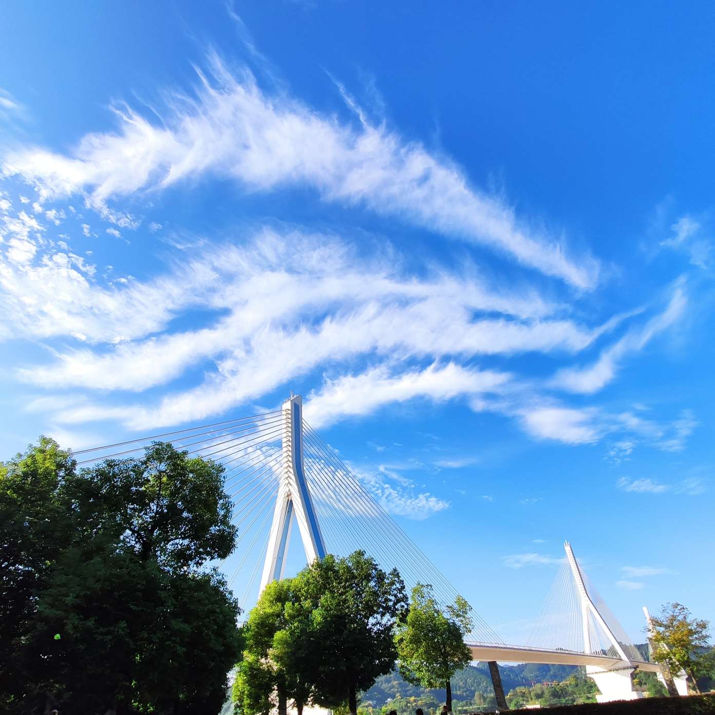 紫花地丁的专辑