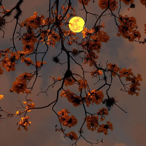 佛系少女语录积累🌞