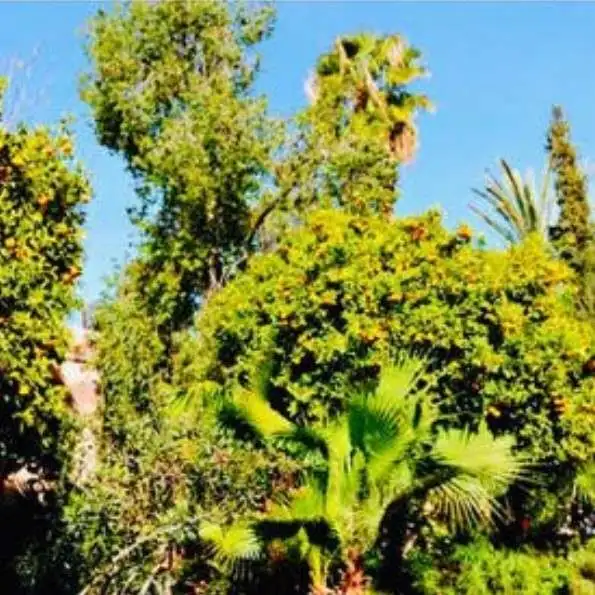 《白色橄榄树》