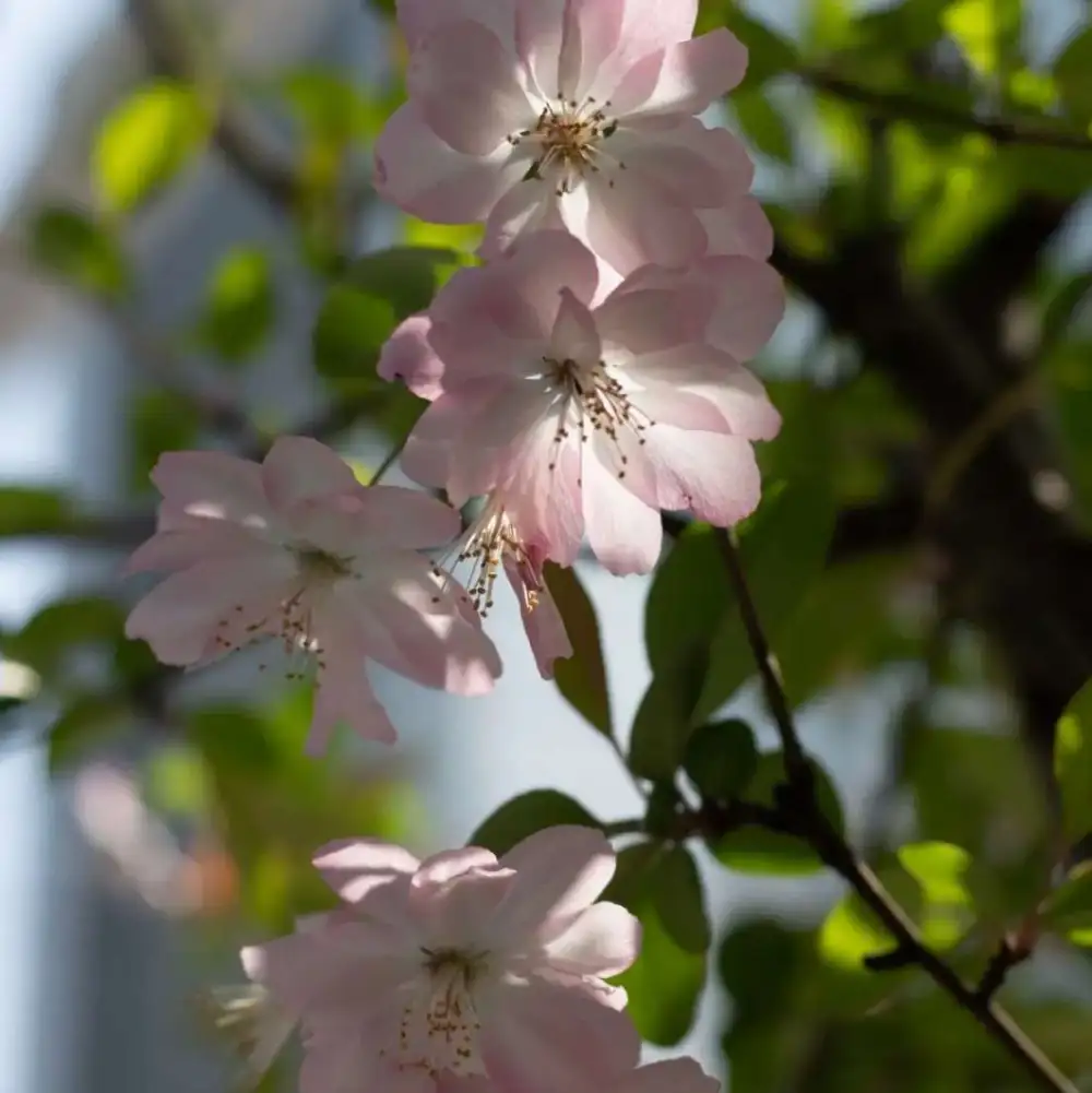 我们的-双盲创诗-