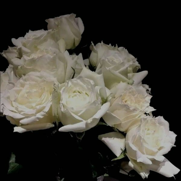 山茶花读不懂白玫瑰