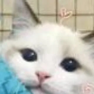 一个女人的一生