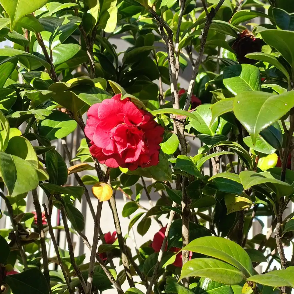 得之我幸，失之我命