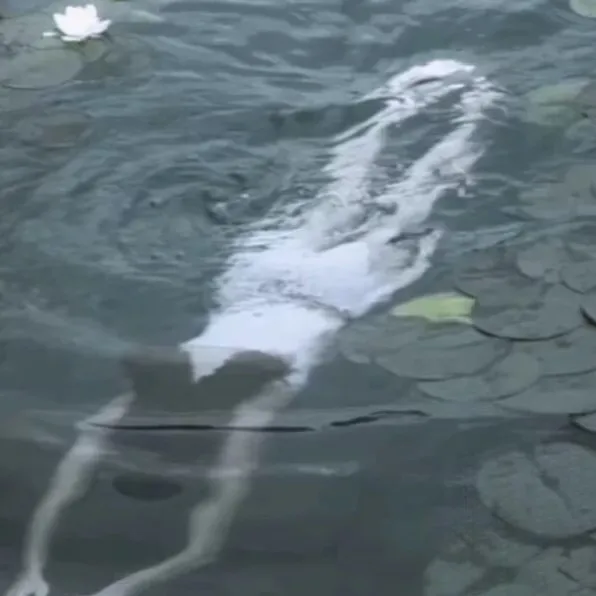 爱意随风起，风止意难平