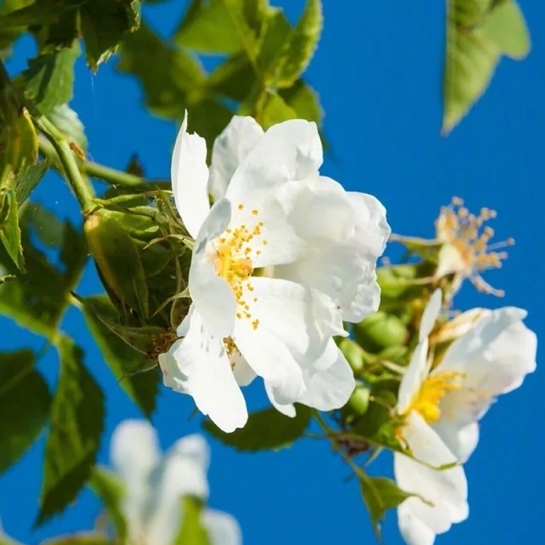 一个比较杂的专辑