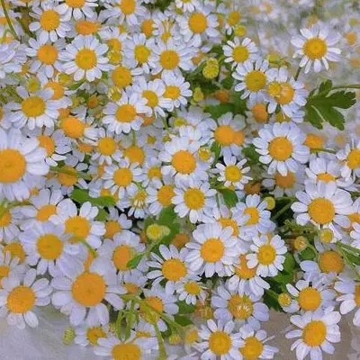 埃菲尔普斯的专辑