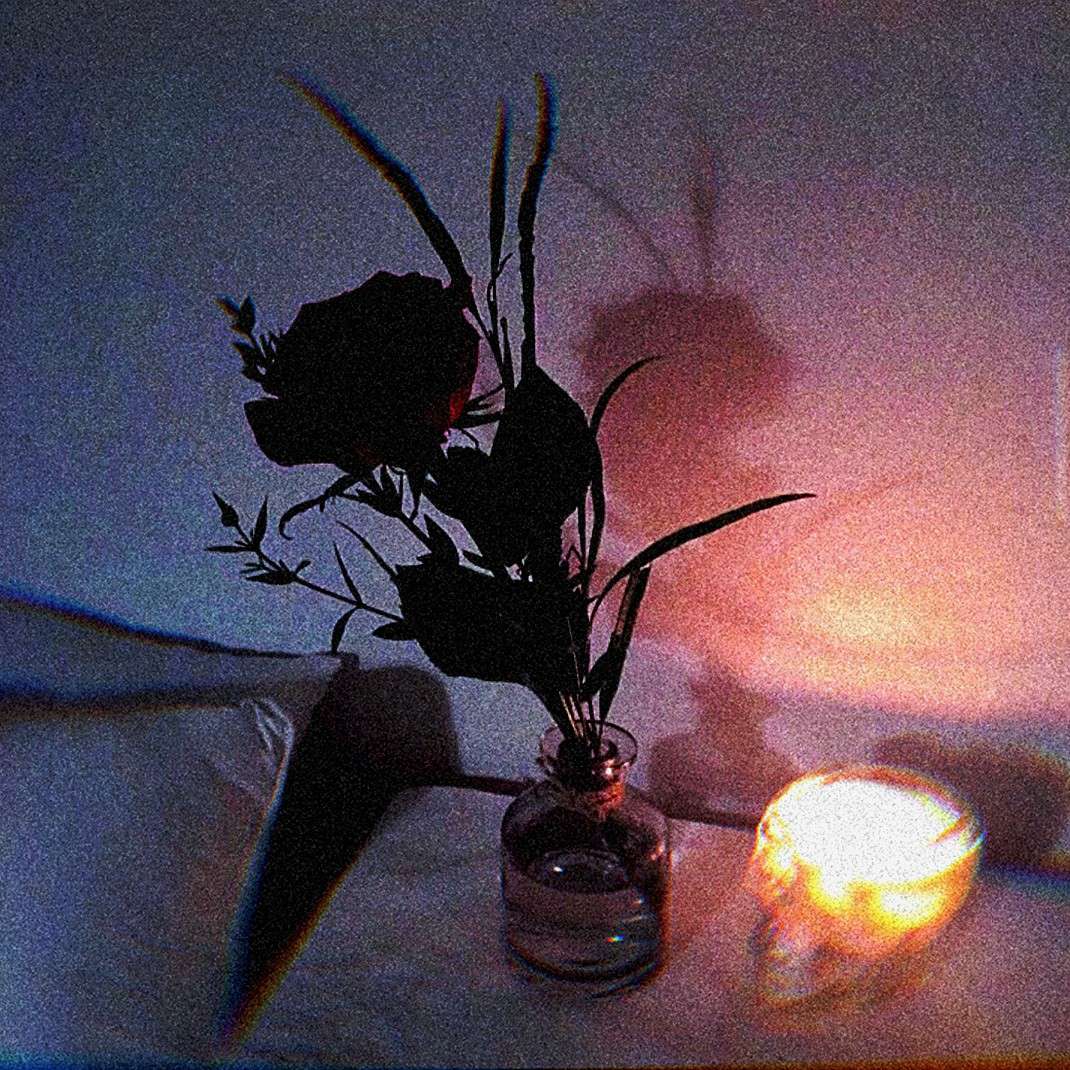 曾经惊艳你的那一朵“玫瑰”