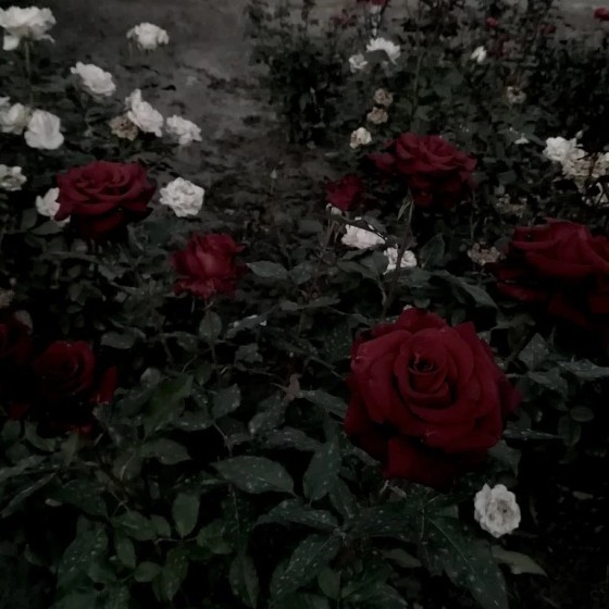 《房思琪的初恋乐园》