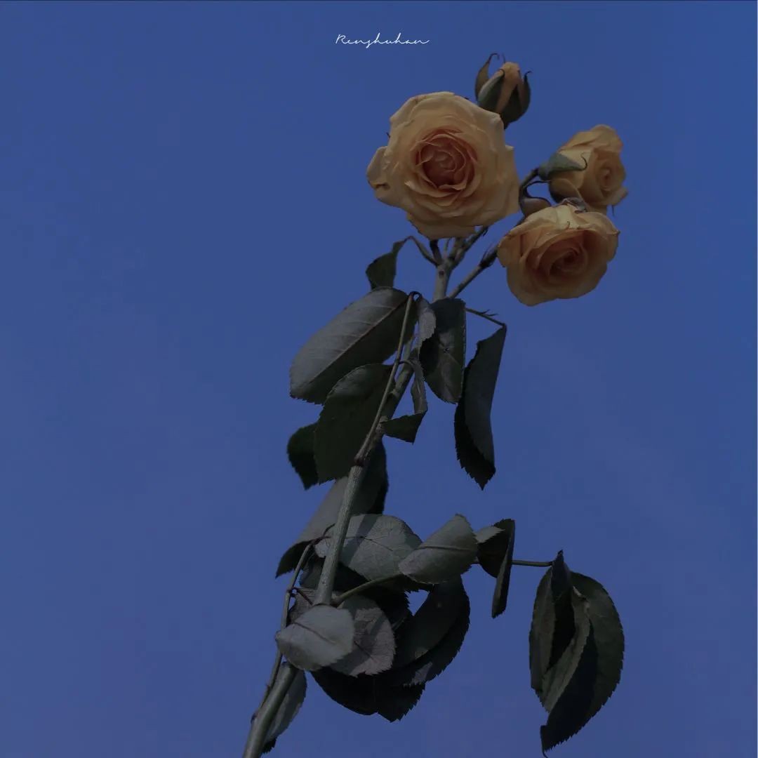 “宝藏”句子🌈