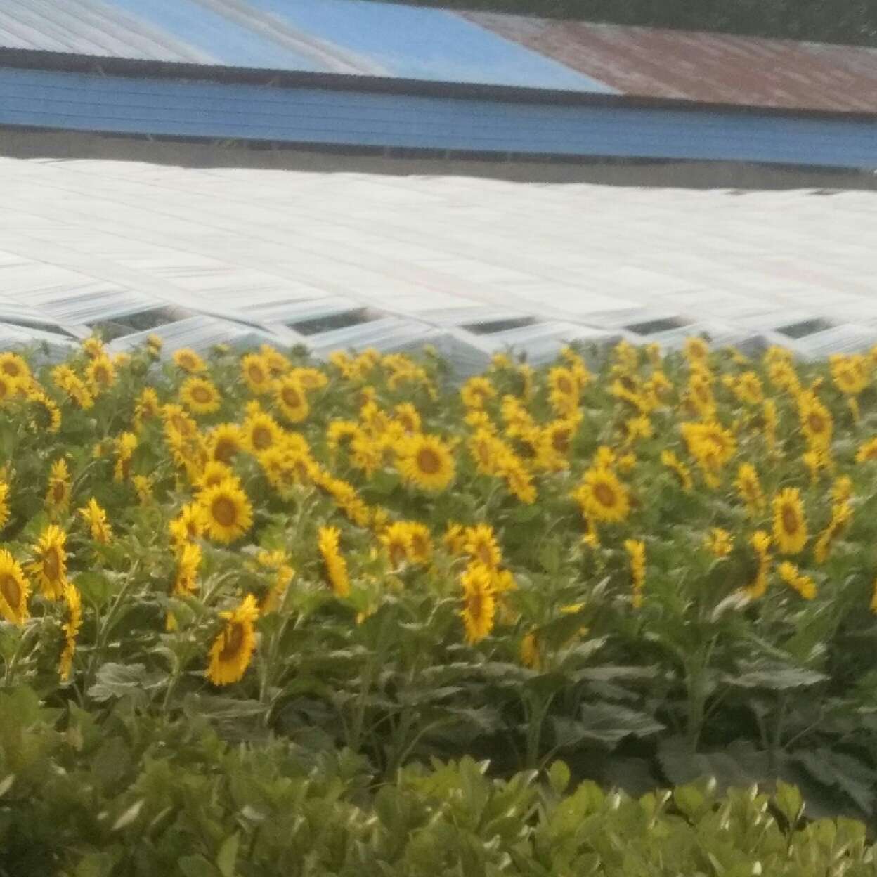 《别闹，薄先生》