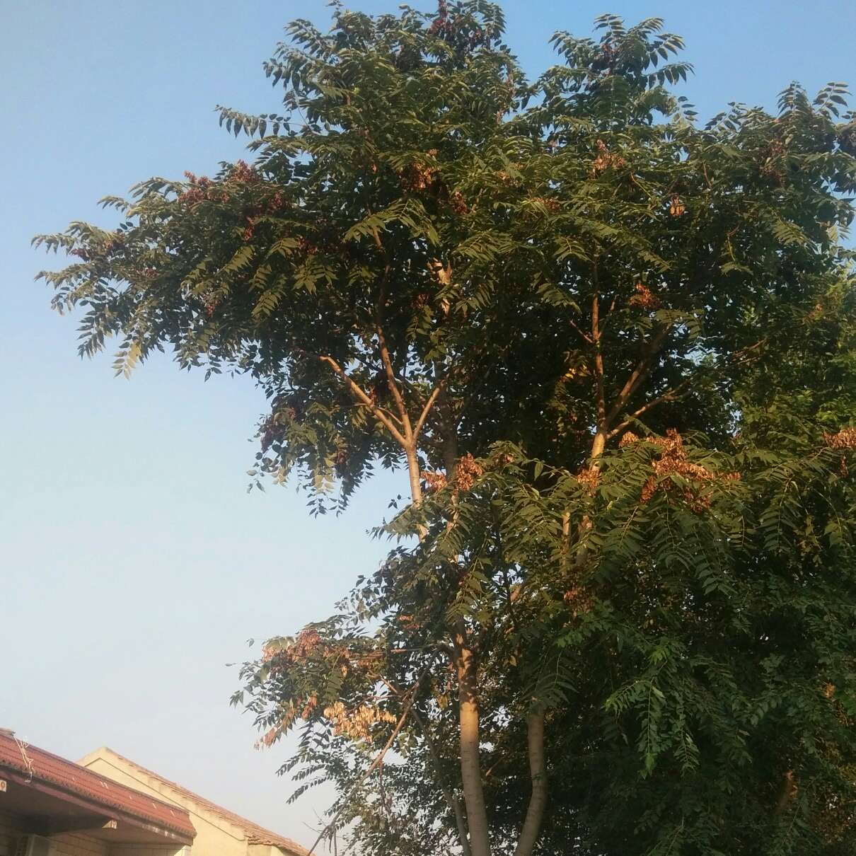 《亿万盛宠只为你》