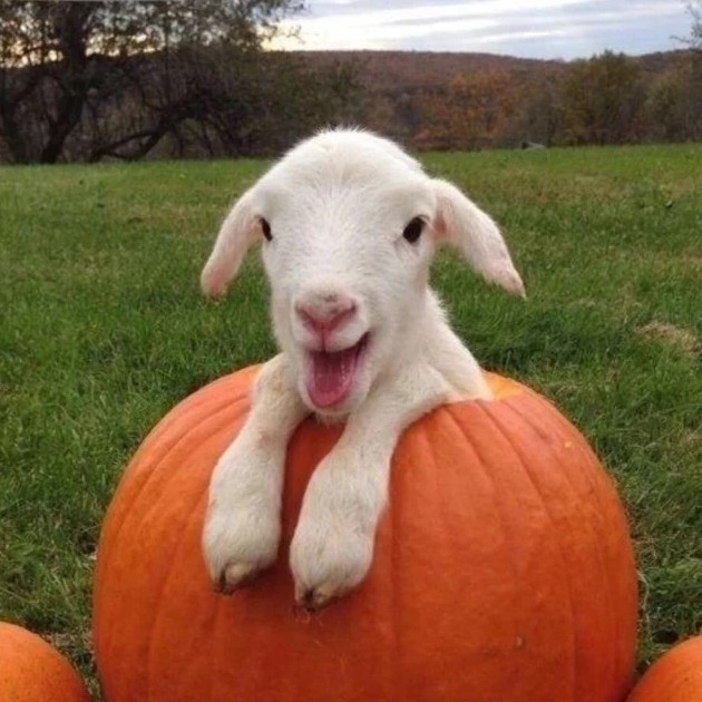 陷落美好的专辑