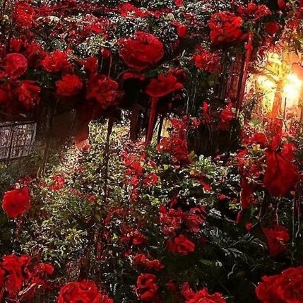 我将玫瑰藏于身后