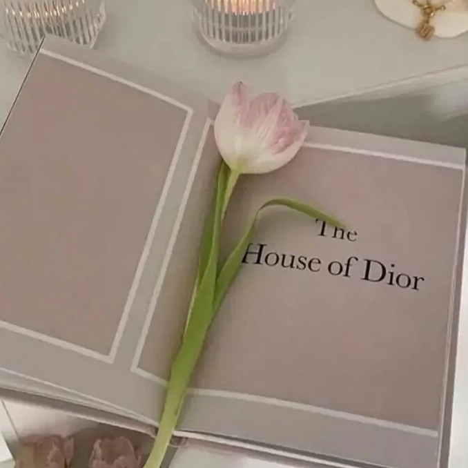 山茶花读不懂白玫瑰