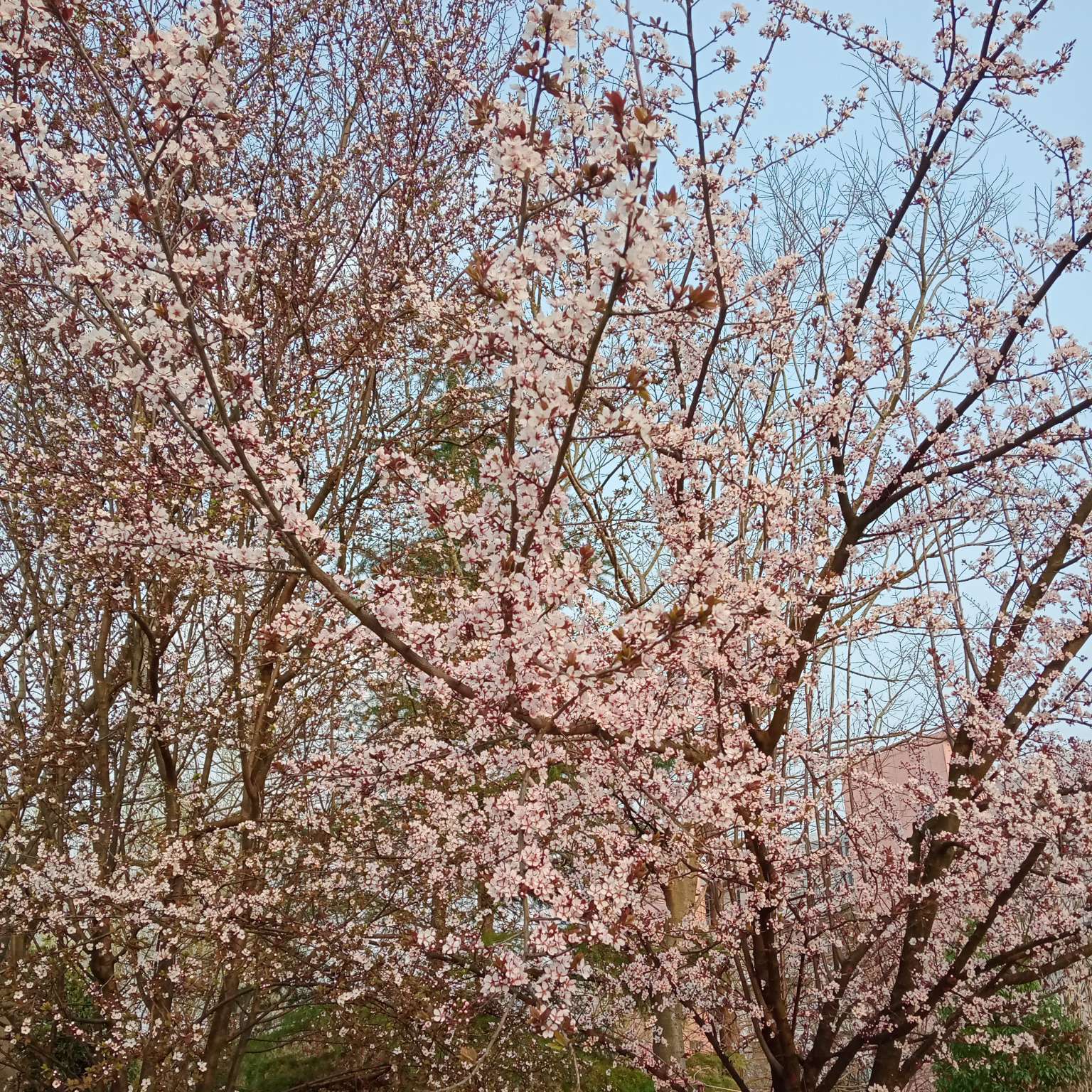 梦之名，爱之言