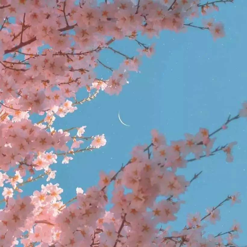 棉花糖
