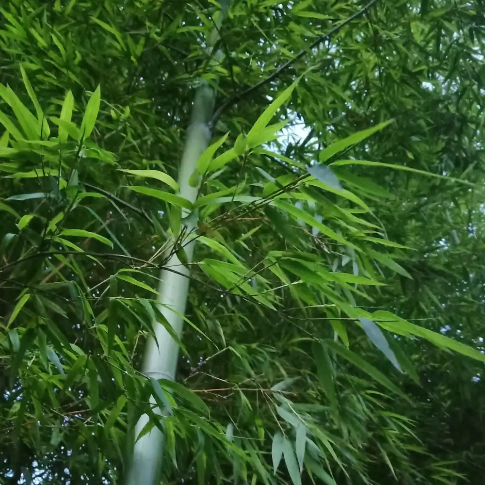 青春