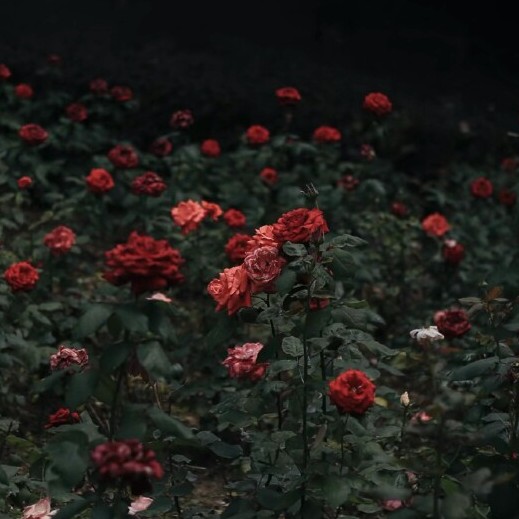 仲夏与哀的专辑