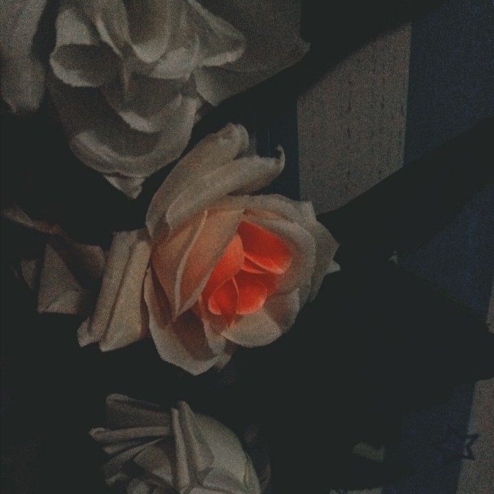 生活盛典（浪漫）