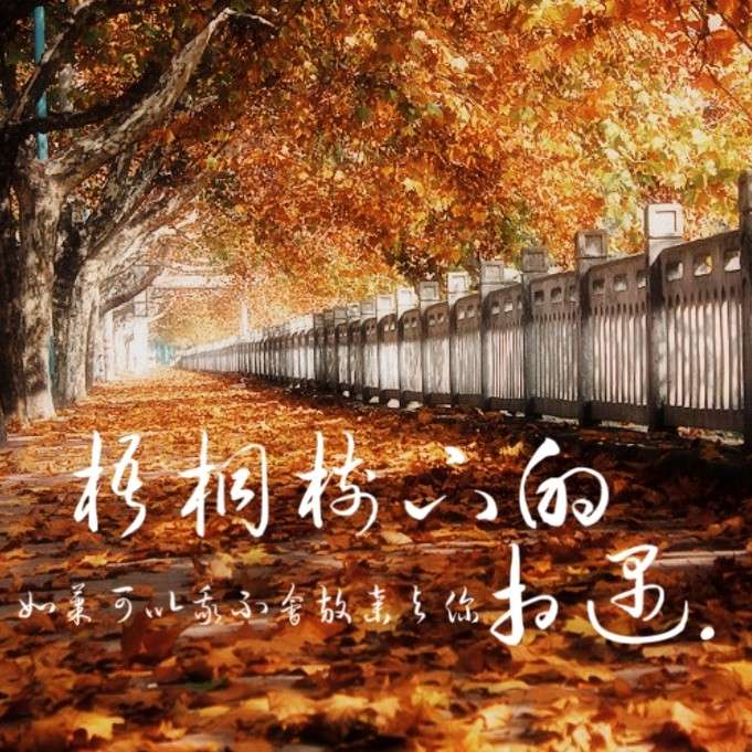 《梧桐树下的相遇》原创