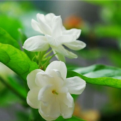 花语🌸🌸🌷💐🍀