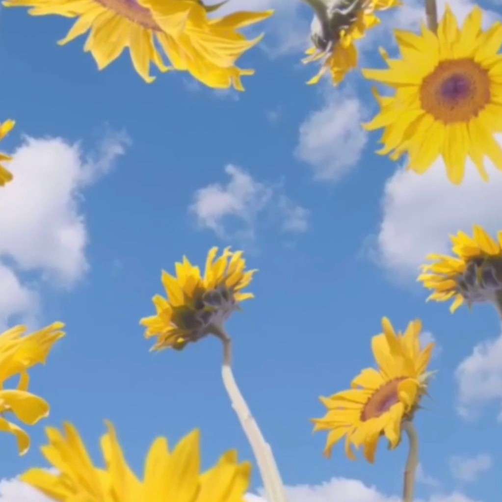 葵葵·甜酒的专辑