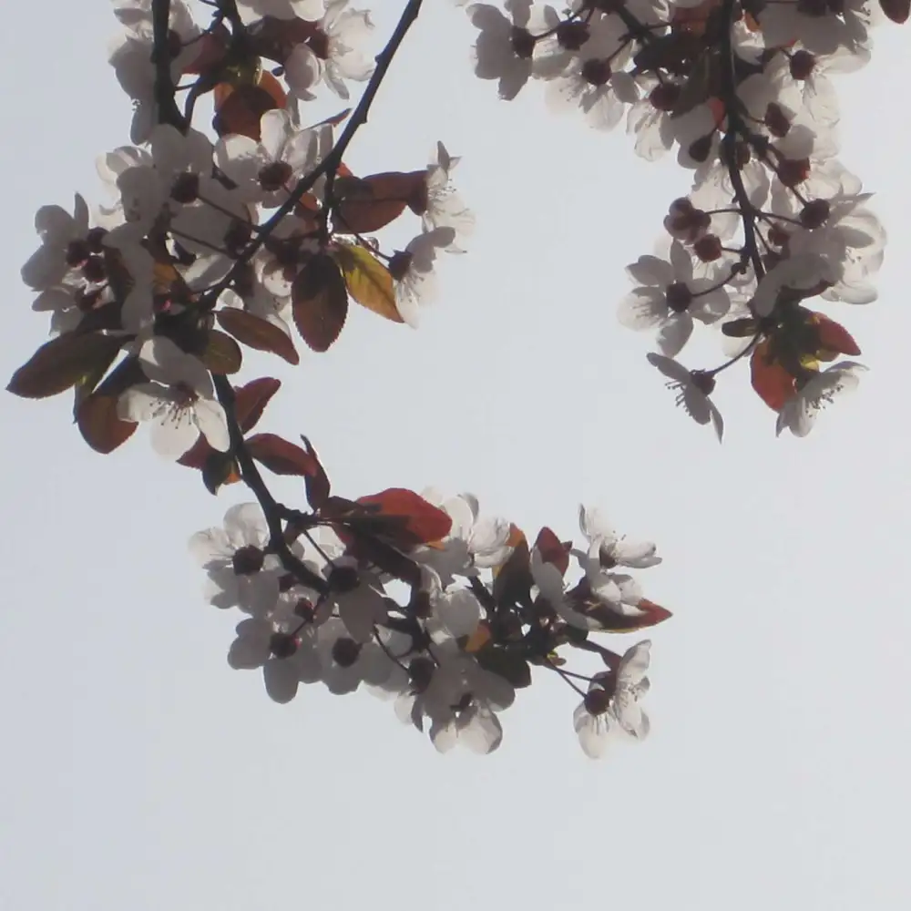 文学
