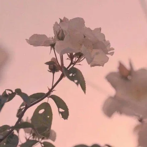 枫叶镇