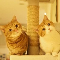 一个你一听就感同身受的句子✩