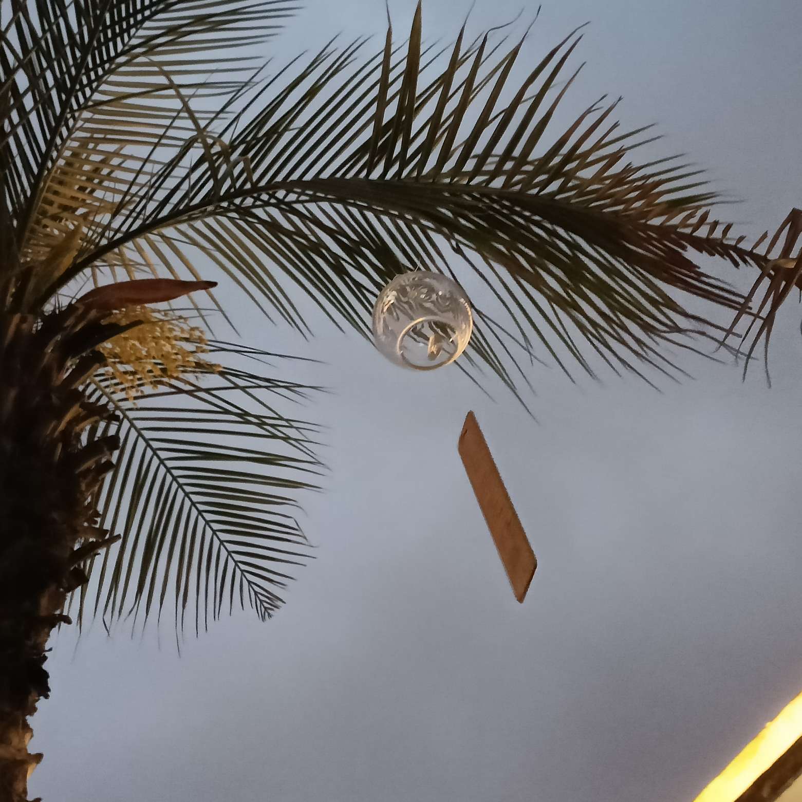 《橘子不是唯一的水果》