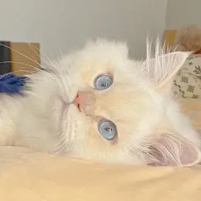 CMX的专辑