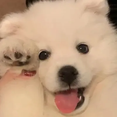 洞房前还有遗言吗