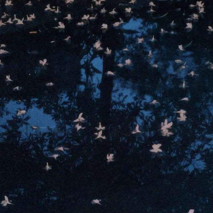 林深时也会见鹿