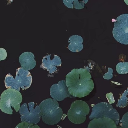 不知道多少首音乐的歌词