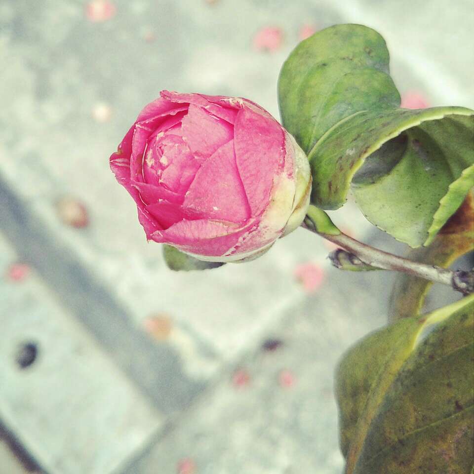 闲看庭前花开花落