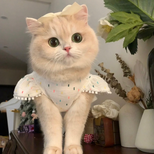 很好哭的小猫文学