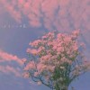 stray的专辑