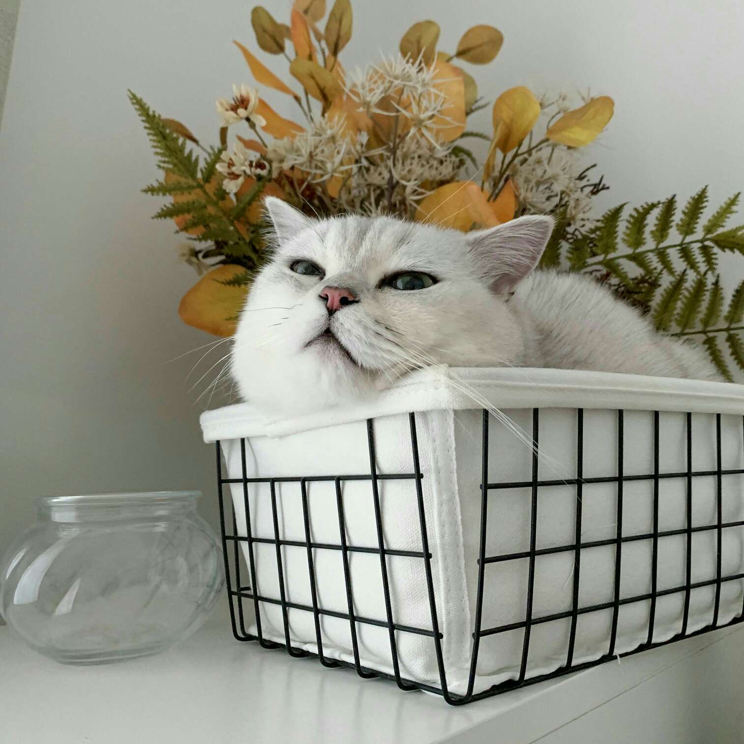 轻罗小扇扑流萤的专辑