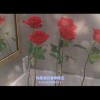 玫瑰色欣欣