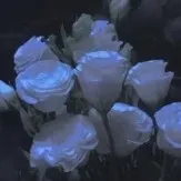 葬我一支白山茶