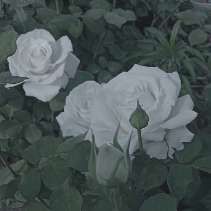 诗书美句✔文艺风采