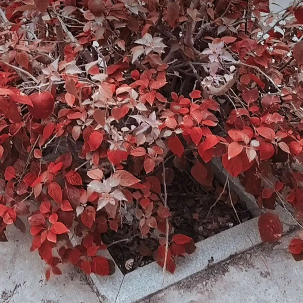 雪里等花开