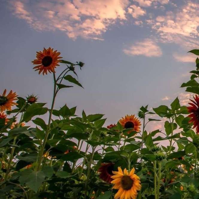 རིག་སྨྱུག丿Pema Wangyal的专辑