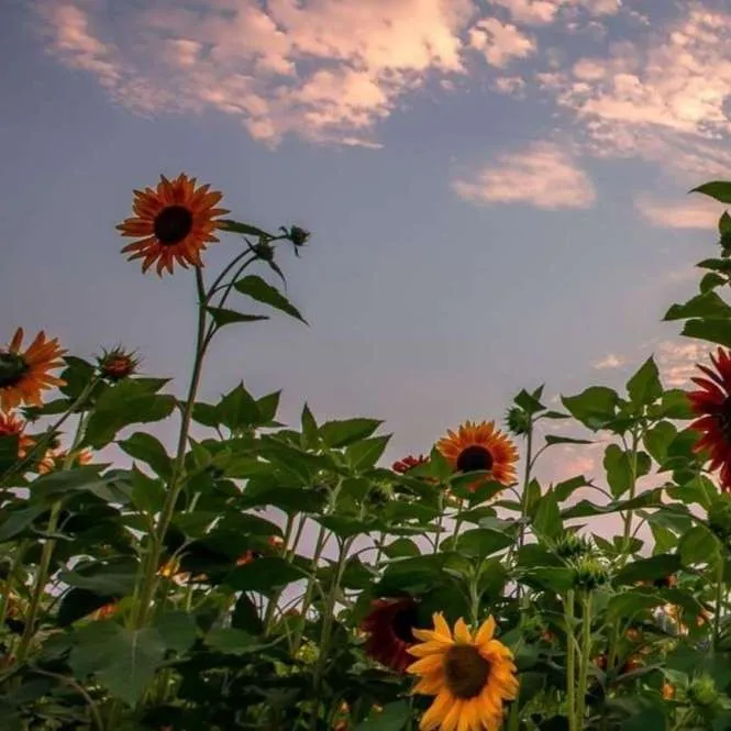 རིག་སྨྱུག丿Pema Wangyal的专辑