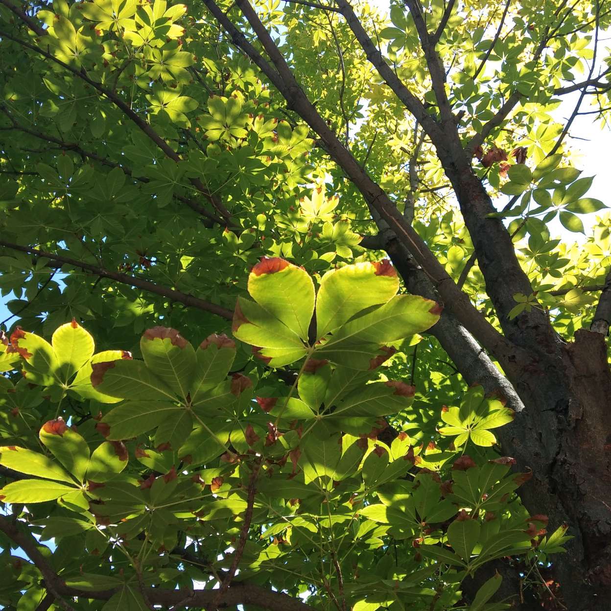 深意晚秋的专辑