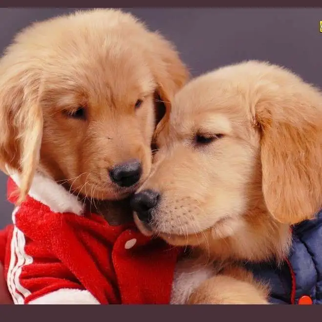 稚犬