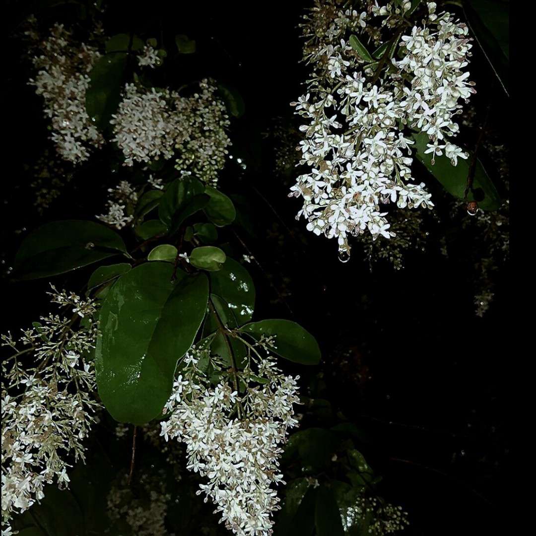 我们因石楠花相遇，与你时却不自言，终在石楠下最后携手